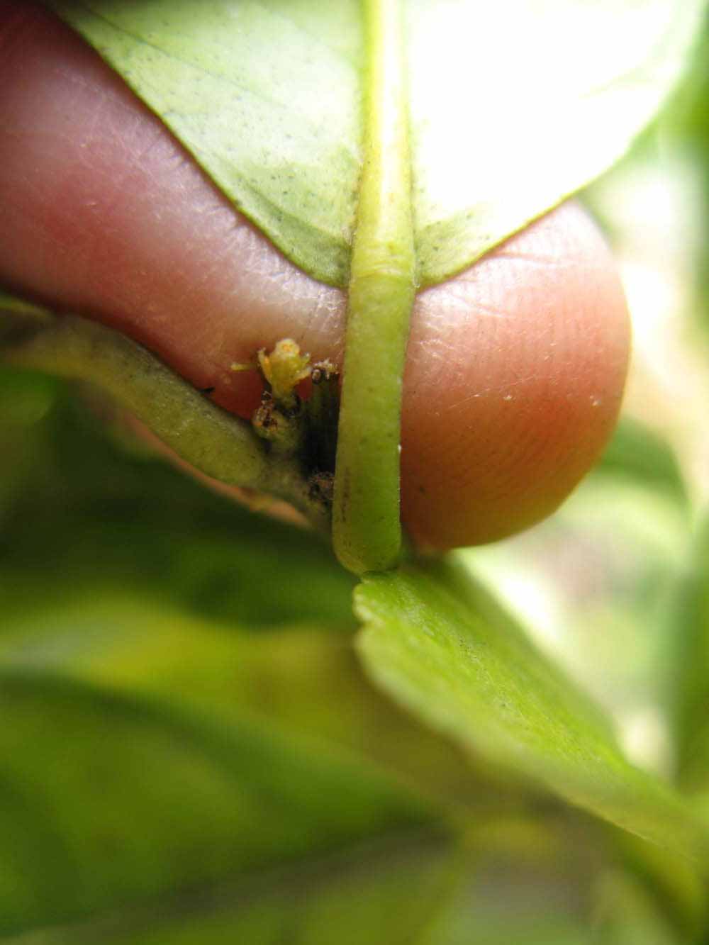              Petiole (Winter Haven, FL)       